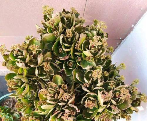 长寿花老化的原因与影响（解读长寿花的衰老过程及其对植物生命周期的影响）