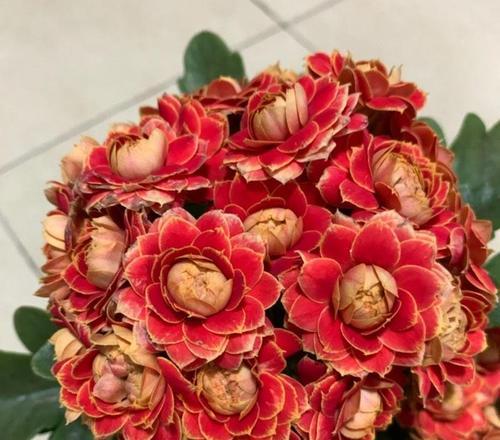 长寿花老化的原因与影响（解读长寿花的衰老过程及其对植物生命周期的影响）