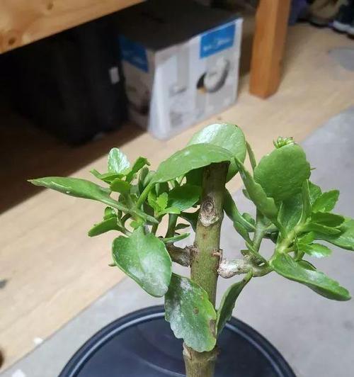 长寿花语的落地生根之别（从意义到实践）
