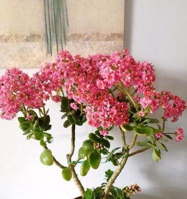 长寿花摘心的意义与启示（传承与珍惜生命的长寿花）