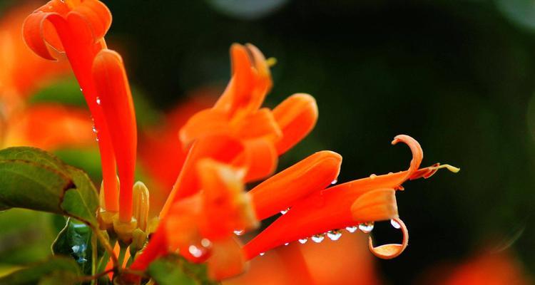 橙色海棠花语（唤醒心底的柔情）