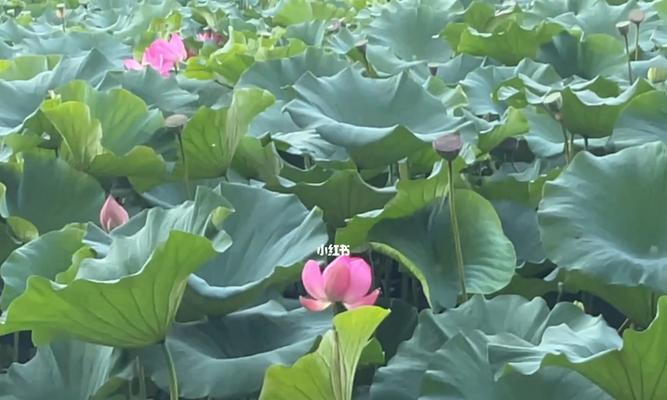 窗前意义荷花（凝望花海）