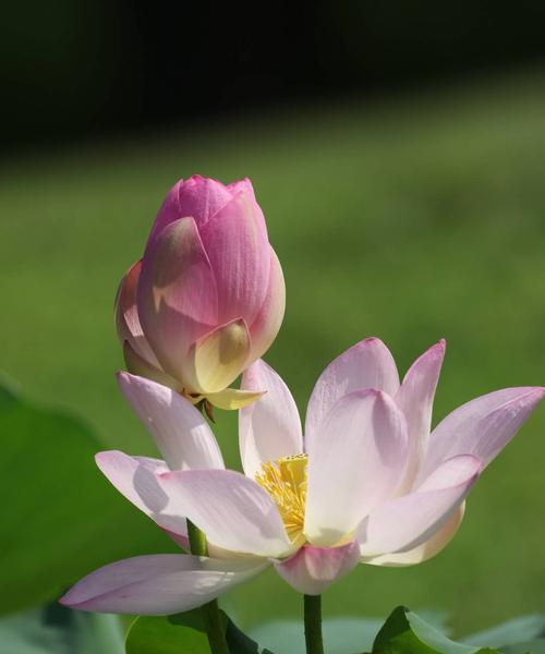 窗前意义荷花（凝望花海）