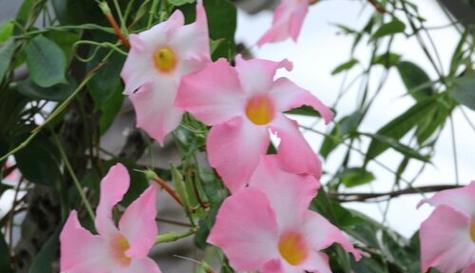 飘香藤开花时间与技巧（掌握这些技巧）