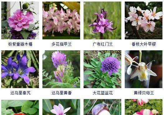 乒乓球花养殖全攻略（打造盆栽典范）