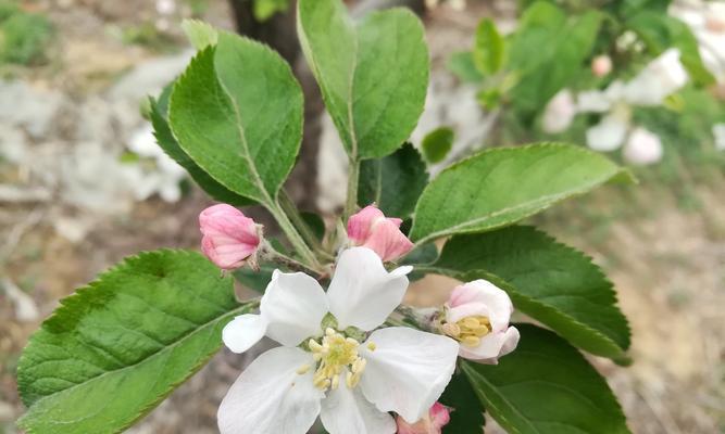 苹果树的花期是什么时候（探究苹果花期的关键时间点与特征）