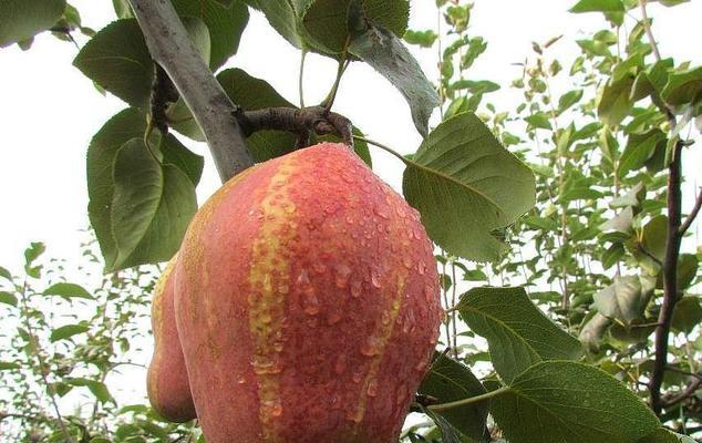 探秘苹果梨的上市季节（了解苹果梨的成熟时间和地理分布）