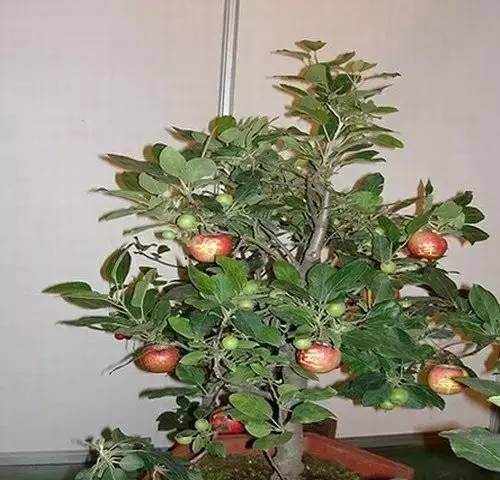 苹果盆栽修剪方法（打造健康的苹果盆栽）