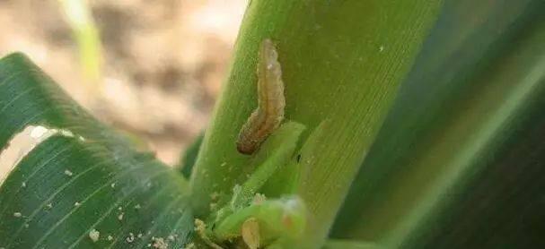苹果钻心虫防治方法（保护果树健康）
