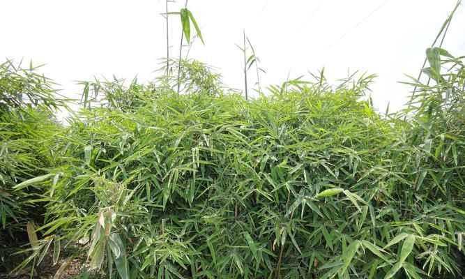 平安竹的养殖技巧与注意事项（打造绿意盎然的家居环境）