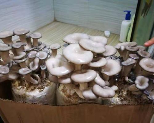 平菇生长温度浅析（探究平菇适宜的生长温度范围）