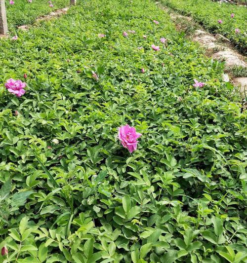 平阴玫瑰花期详解（赏花前必看）
