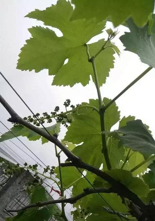 葡萄的开花结果时间及其影响因素（了解葡萄开花结果对园艺生产的重要意义）
