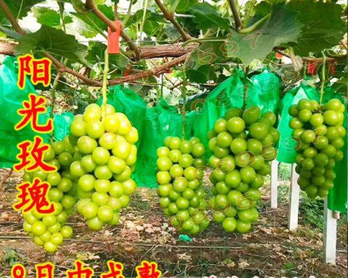 葡萄可以插枝吗（探究葡萄插枝的方法和注意事项）