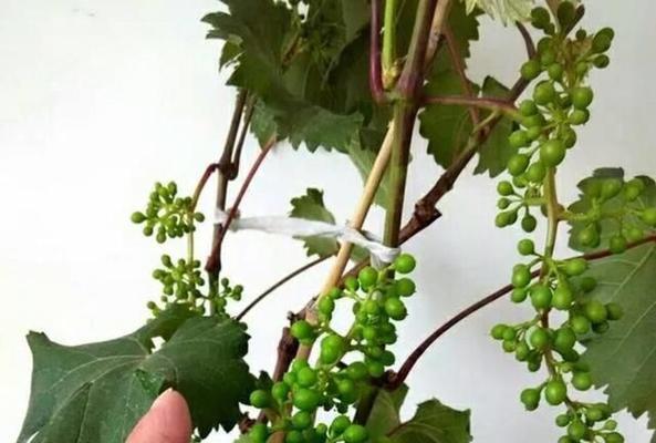 如何在家中种植葡萄（步骤详解）