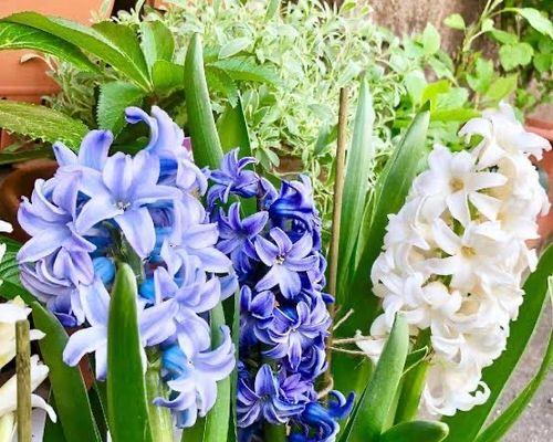 蓝色风信子花语的深意（探寻蓝色风信子的花语之谜）