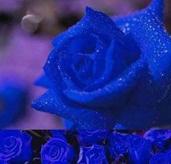 蓝色妖姬——浪漫与神秘的花语（传承着希望与悲伤的花朵）