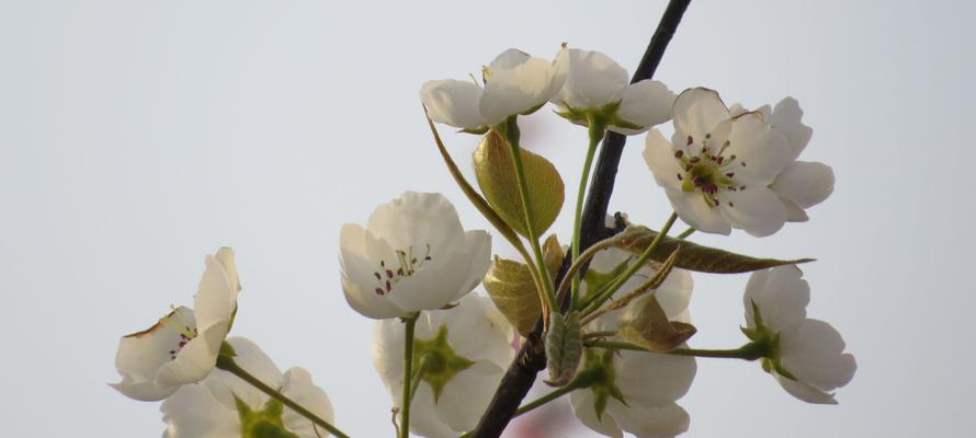 梨花的花语与寓意——春天中的美丽使者（揭示梨花花语的深意）