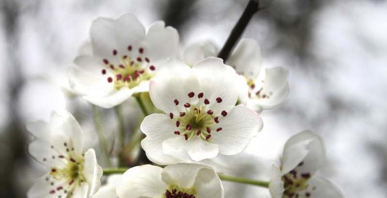 梨花花语的深层含义（探寻梨花花语的美丽秘密）