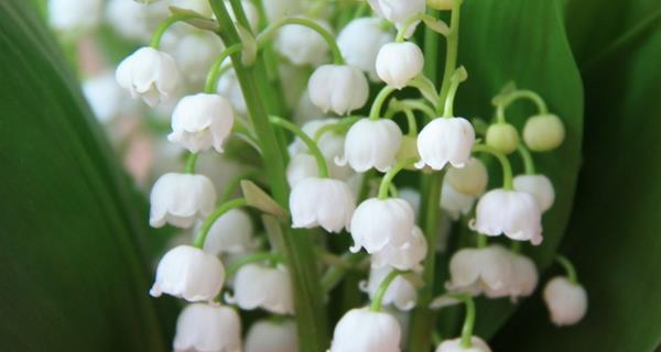 铃兰花的花语与传说（铃兰花的神秘之谜与美丽花语）