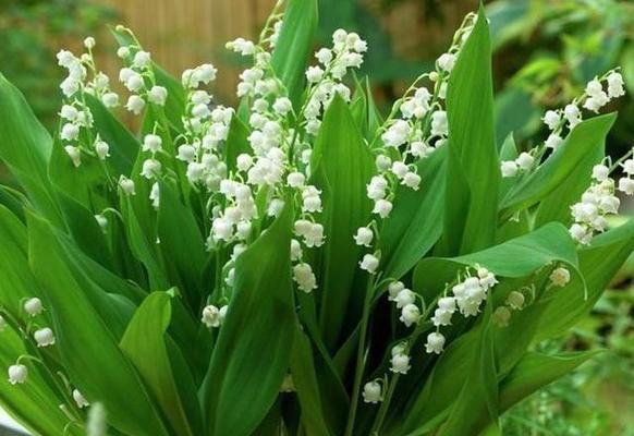 铃兰花的花语与传说（铃兰花的神秘之谜与美丽花语）