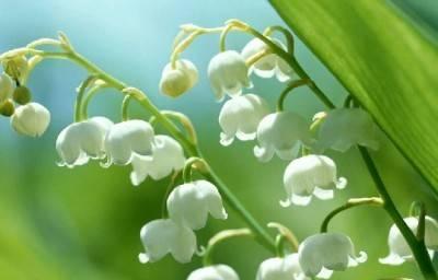 铃兰花（揭秘铃兰花的神秘之美）
