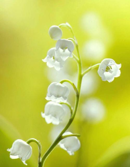 铃兰花（揭秘铃兰花的神秘之美）
