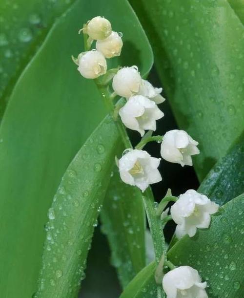 铃兰花（探寻铃兰花的花语和寓意）