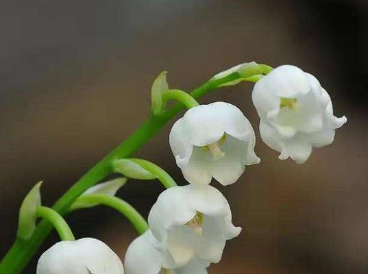 铃兰花（探寻铃兰花的花语和寓意）