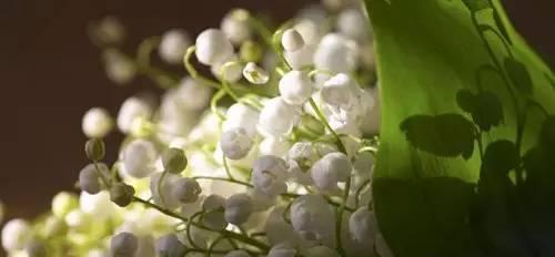 铃兰花（探寻铃兰花的花语和寓意）