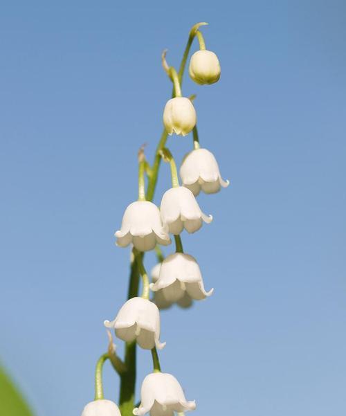 铃兰花的花语与意义（探索铃兰花的深层含义与象征意义）
