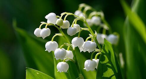 铃兰花的花语与意义（探索铃兰花的深层含义与象征意义）