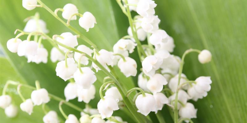 白铃兰的花语与寓意（传递纯洁与希望的花朵——白铃兰）