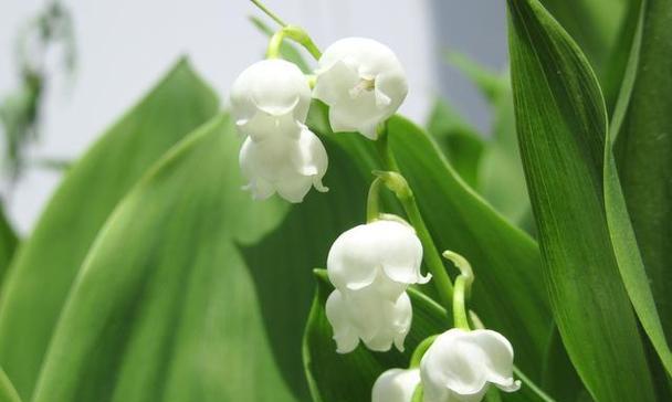 白铃兰的花语与寓意（传递纯洁与希望的花朵——白铃兰）
