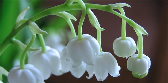 白铃兰的花语与寓意（传递纯洁与希望的花朵——白铃兰）
