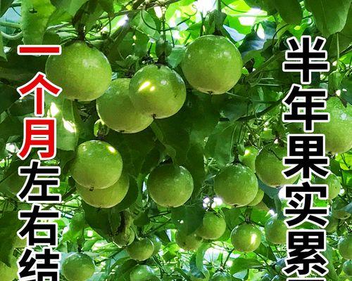百香果的象征意义及其代表的寓意（一种水果背后的丰富象征与内涵）
