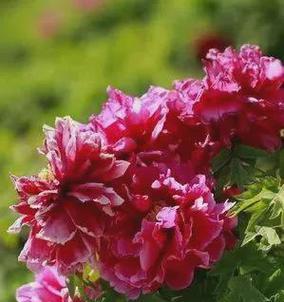 保定市花——牡丹的花语和意义（探寻牡丹花的历史沿革与文化内涵）