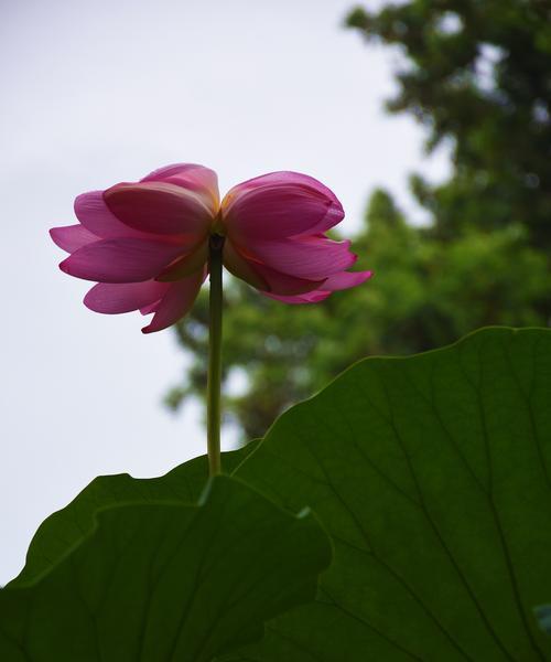 并蒂莲（以一莲双花）