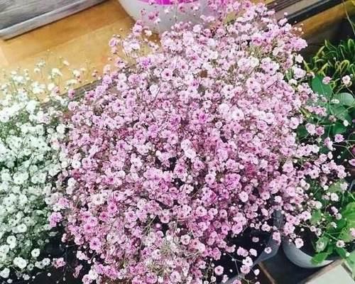 满天星花语（以不同颜色满天星的花语）