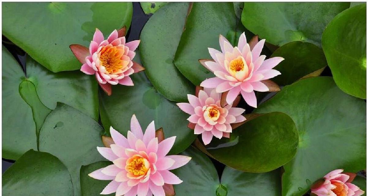 睡莲花语（探索睡莲花语）