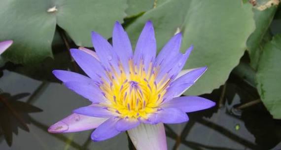 睡莲花语（探索睡莲花语）