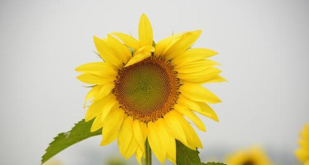 积极向上的花朵（以花为媒介）