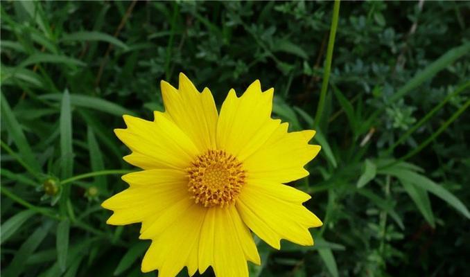 积极向上的花朵（以花为媒介）