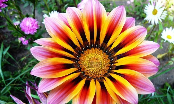 夏日花园的炫彩盛宴——夏天代表的植物花卉（绚丽多彩的夏日花卉盛放）
