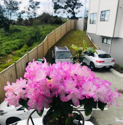 冬青开花的风水寓意及好处（探寻冬青开花的风水寓意）