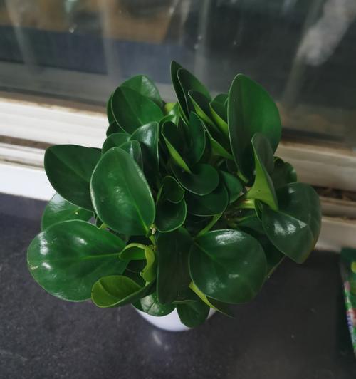 豆瓣绿开花的风水寓意（寓意丰收的象征）