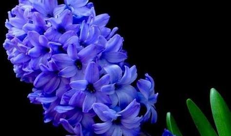 风信子花语与含义（深情浪漫）