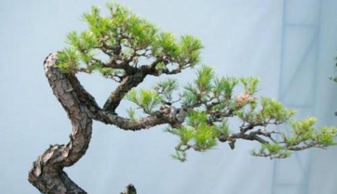 《以黑骨香的风水寓意与摆放位置》（揭秘黑骨香的独特功效与适宜摆放区域）