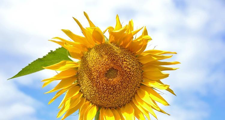 太阳是向日葵的“情人”（太阳是向日葵的“情人”）