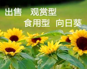 向日葵种子的营养价值与食用方法（可口可乐的嚼劲）